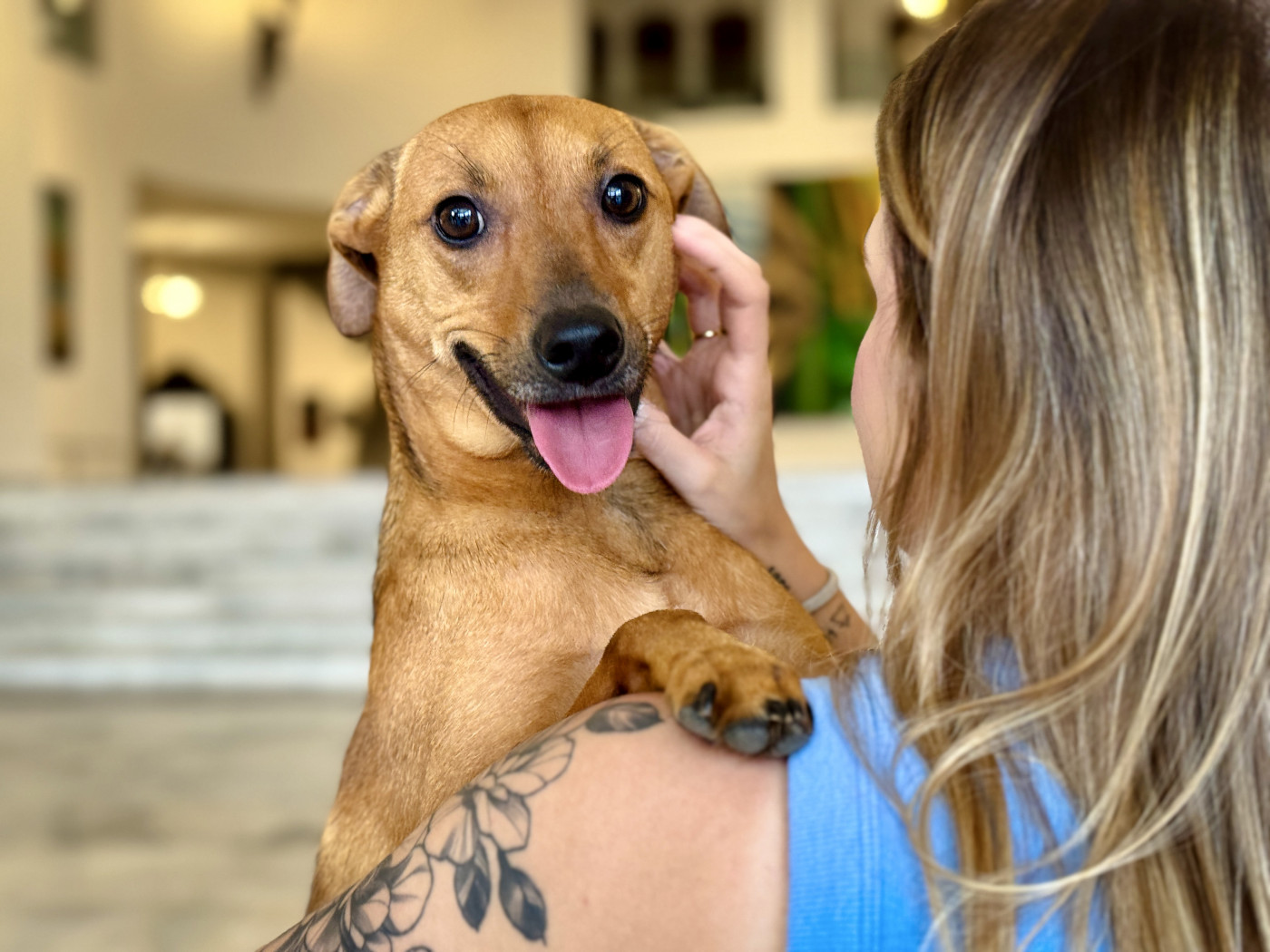 A nova lei reconhece o vínculo afetivo entre tutores e animais de estimação Foto: Divulgação/Governo de SP