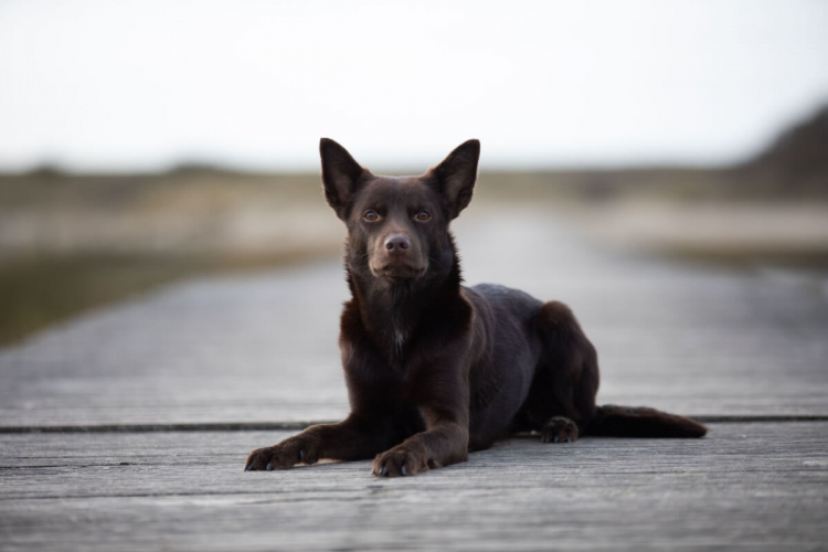 Kelpie australiano: conheça as características dessa raça de cachorro