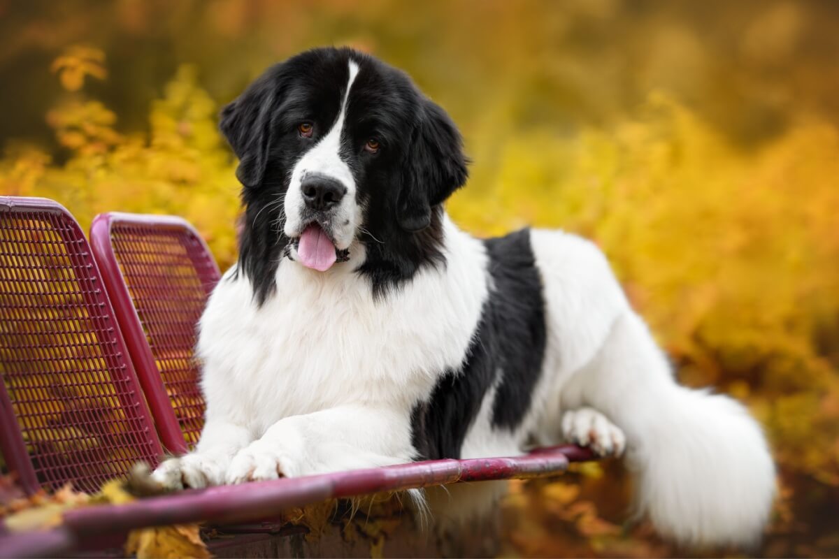 O landseer é reconhecido como uma raça distinta por apresentar características próprias 