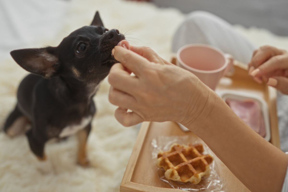 Além de conter substâncias tóxicas, a comida do tutor raramente atende às necessidades nutricionais dos pets 