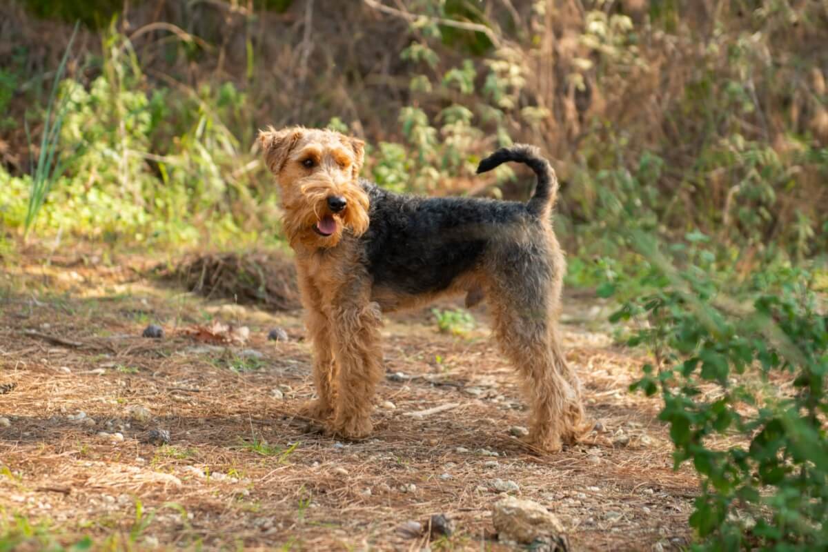 O welsh terrier é considerado uma versão menor e mais refinada dos antigos terriers de trabalho 