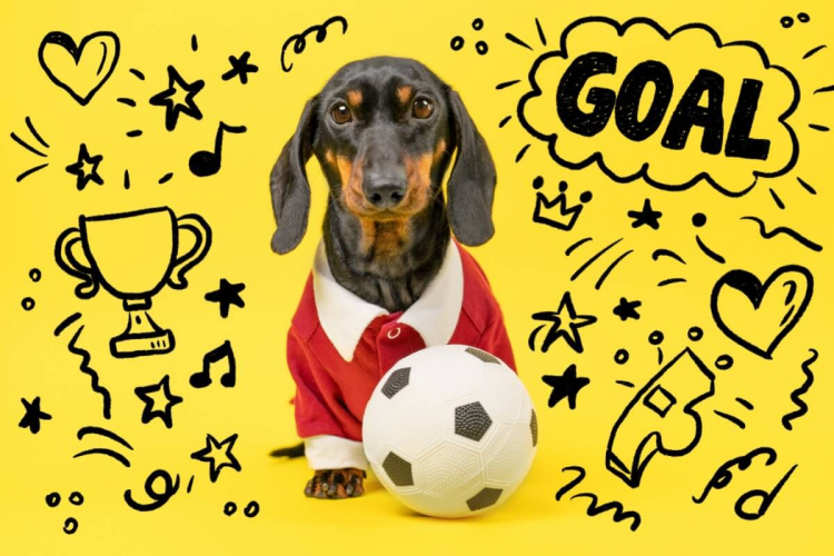 10 nomes para cachorro inspirados em times de futebol