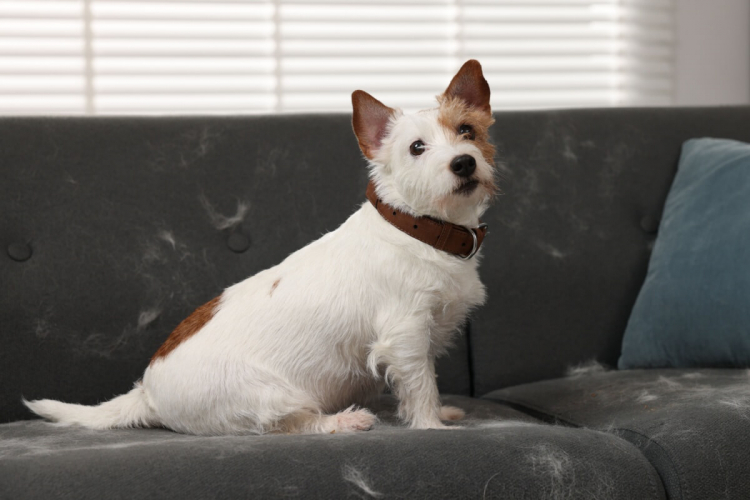 9 dicas para reduzir os pelos dos animais pela casa