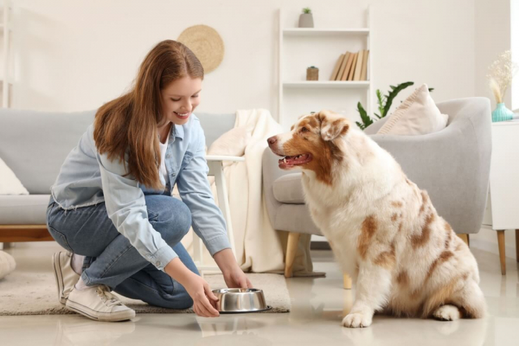 Alimentação animal: como adaptar a dieta em cada fase da vida do pet