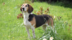 Beagle harrier: conheça as características dessa raça de cachorro 