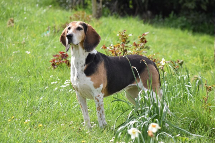 Beagle harrier: conheça as características dessa raça de cachorro 