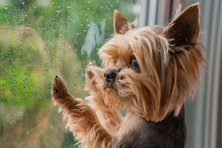 Cachorro com medo de chuva: 6 dicas para ajudar o seu animal 