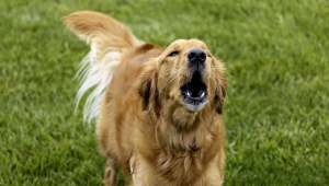 Cachorro latindo muito: o que pode ser? 