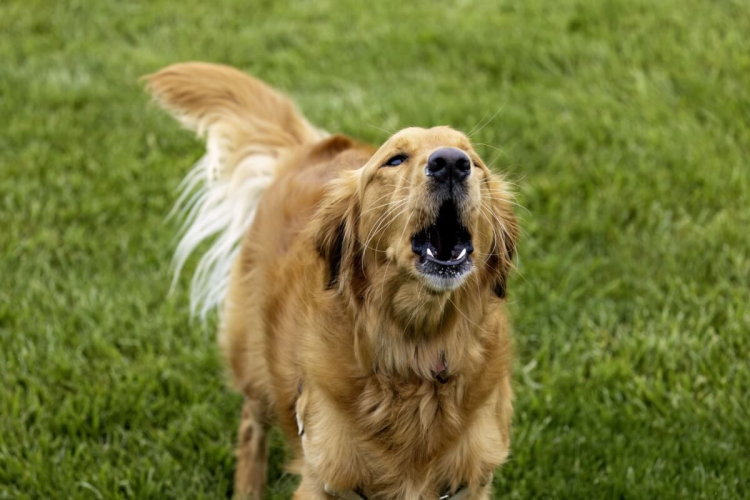 Cachorro latindo muito: o que pode ser? 