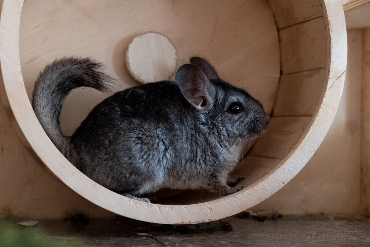 As chinchilas são animais cheios de particularidades 