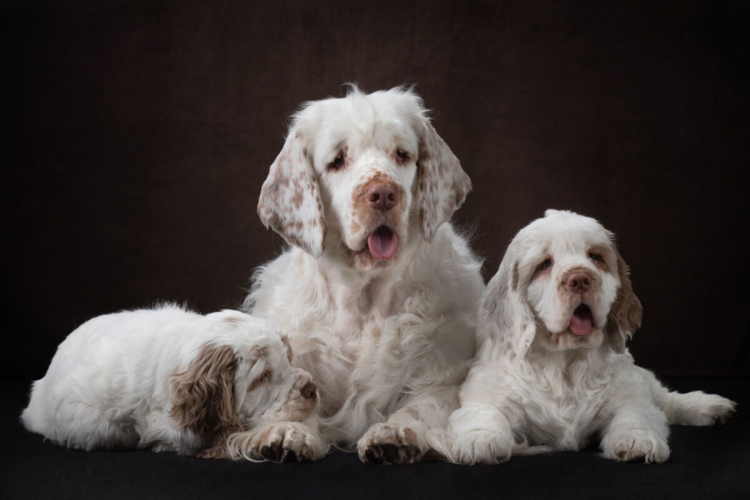 Clumber spaniel: conheça as características do cachorro dessa raça