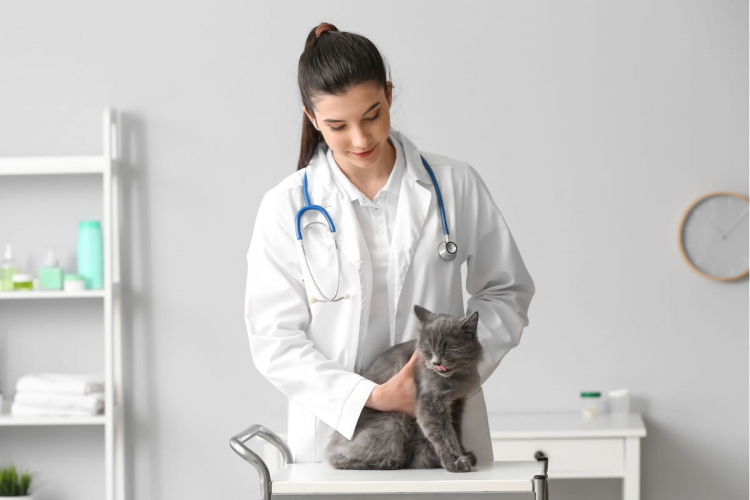 Doenças renais em gatos: conheça os sintomas e as formas de prevenção