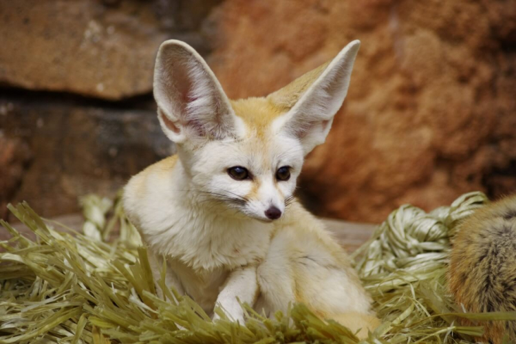 Feneco: 8 curiosidades sobre essa raposa que vive no deserto 