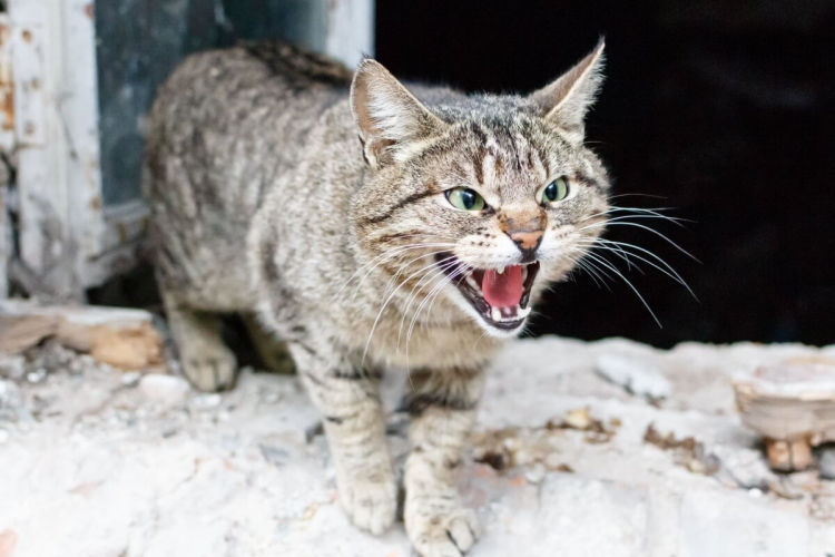 Gato arisco: 7 dicas para melhorar o comportamento do animal 