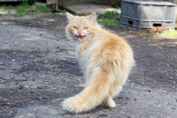 Gato miando muito: o que pode ser? 