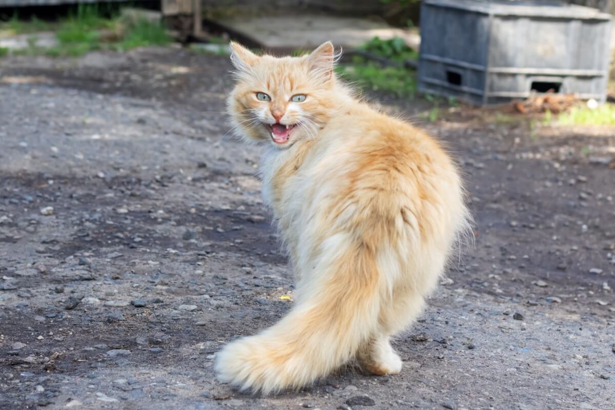 O miado é uma das formas que os gatos utilizam para se comunicar com os humanos no dia a dia 