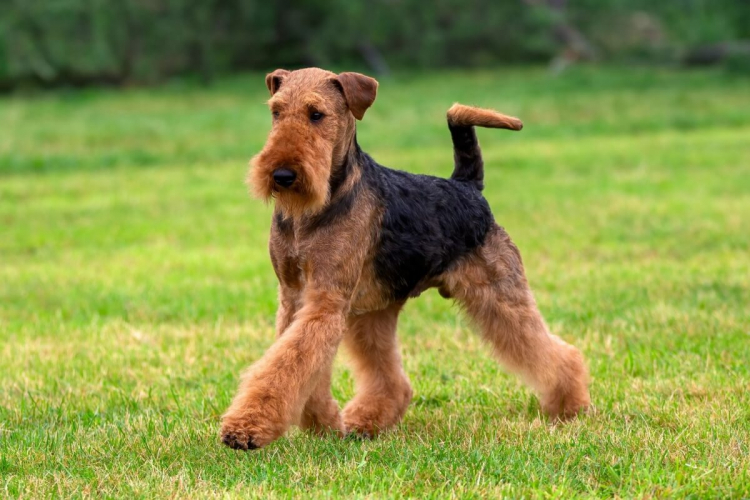 Grupo terrier: 7 raças de cachorro com muita energia 