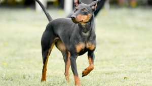 Manchester terrier: conheça as características do cachorro dessa raça 