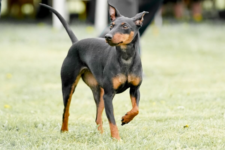 Manchester terrier: conheça as características do cachorro dessa raça