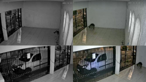 Momento em que homem joga o veneno e a cadela o ingere