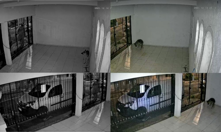 Homem é investigado por envenenar cachorro para fazer animal ‘parar de latir’