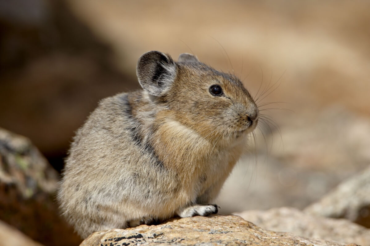 O pika é um animal extremamente interessante do ponto de vista biológico e comportamental 