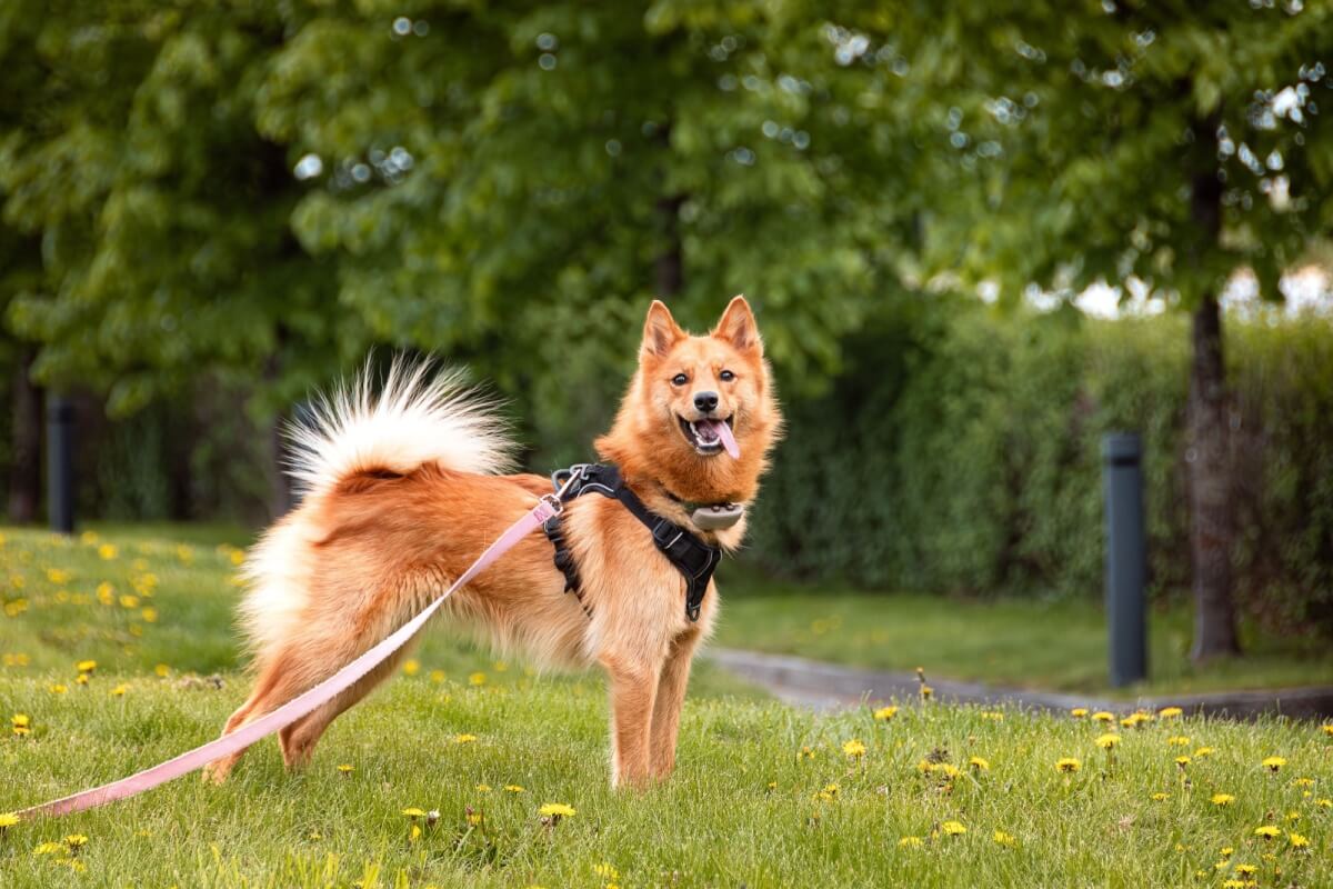 O spitz finlandês foi declarado o cão nacional da Finlândia em 1979 