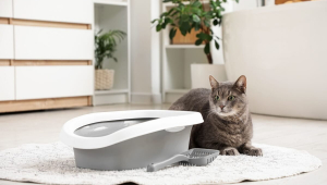 10 itens essenciais que toda casa com gato deve ter