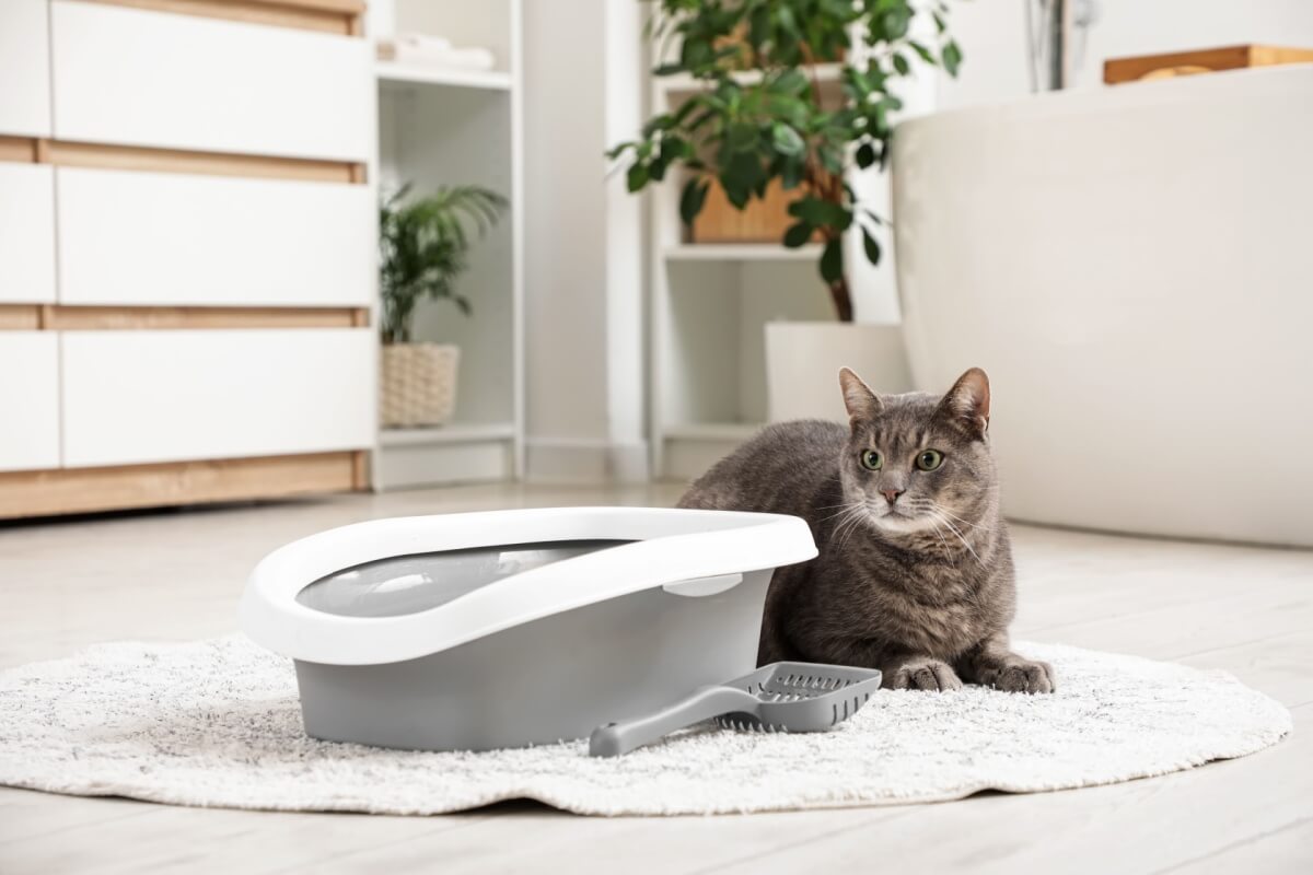 Pequenos cuidados ajudam a manter gatos mais seguros, ativos e felizes 