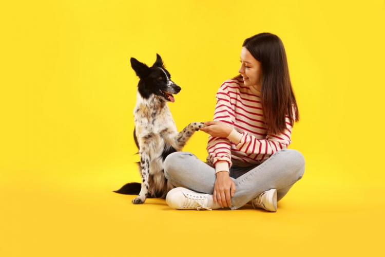 5 técnicas infalíveis para ensinar comandos básicos ao seu cachorro