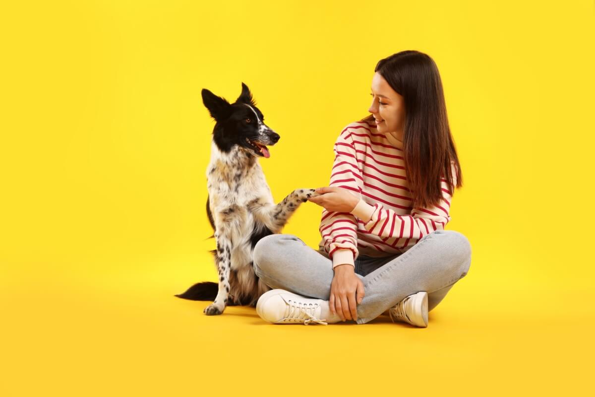 Ensinar comandos básicos ao cachorro é essencial para a comunicação com o tutor 