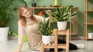 6 plantas que trazem energias positivas para o seu lar