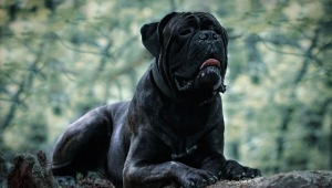 7 raças de cachorro grandes e pretas 