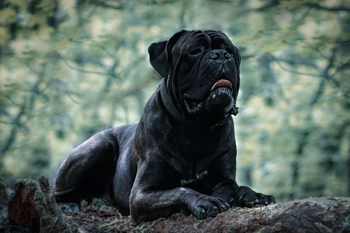 7 raças de cachorro grandes e pretas 7 raças de cachorro grandes e pretas