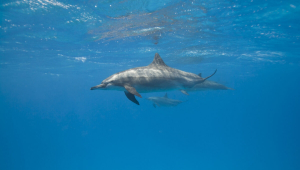 8 curiosidades sobre a forma de dormir e o sono dos animais na natureza 