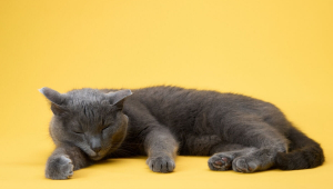 8 curiosidades sobre o sono dos gatos que vão te surpreender