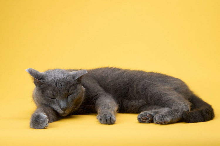 8 curiosidades sobre o sono dos gatos que vão te surpreender