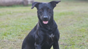 Amado, dócil e feliz: quem era Brutus, o cão morto por bombeiro em Goiânia