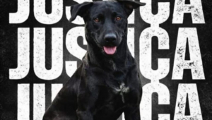 ‘Queria assustar’, diz bombeiro que matou cão a tiros em Goiânia; comunidade se mobiliza