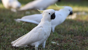 Cacatua: 7 curiosidades interessantes sobre essa ave 