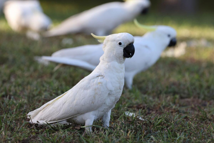 Cacatua: 7 curiosidades interessantes sobre essa ave 