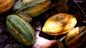 Senado aprova PL que define percentual mínimo de cacau no chocolate