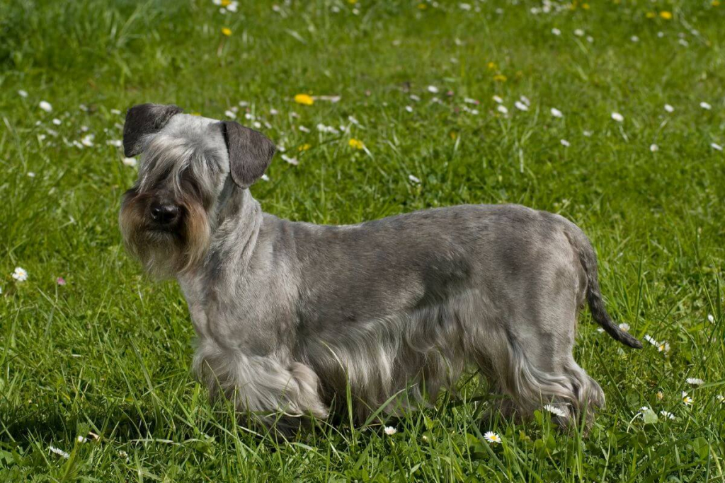 Cesky terrier: conheça as características dessa raça de cachorro
