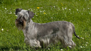 Cesky terrier: conheça as características dessa raça de cachorro 