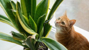 Conheça as plantas consideradas tóxicas para cães e gatos