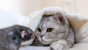 Gato e rato: 7 mitos e verdades sobre a relação entre esses animais 
