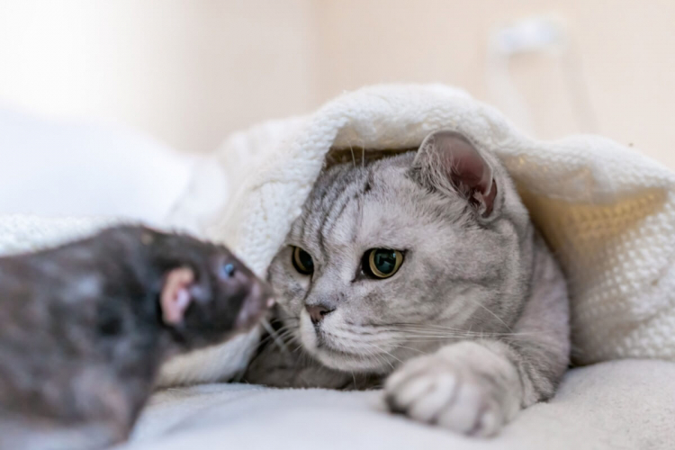 Gato e rato: 7 mitos e verdades sobre a relação entre esses animais 