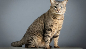 Gato tigrado: 6 raças que se destacam pela pelagem 