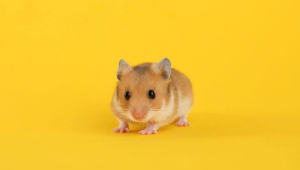 Hamster: 7 curiosidades sobre esse roedor 