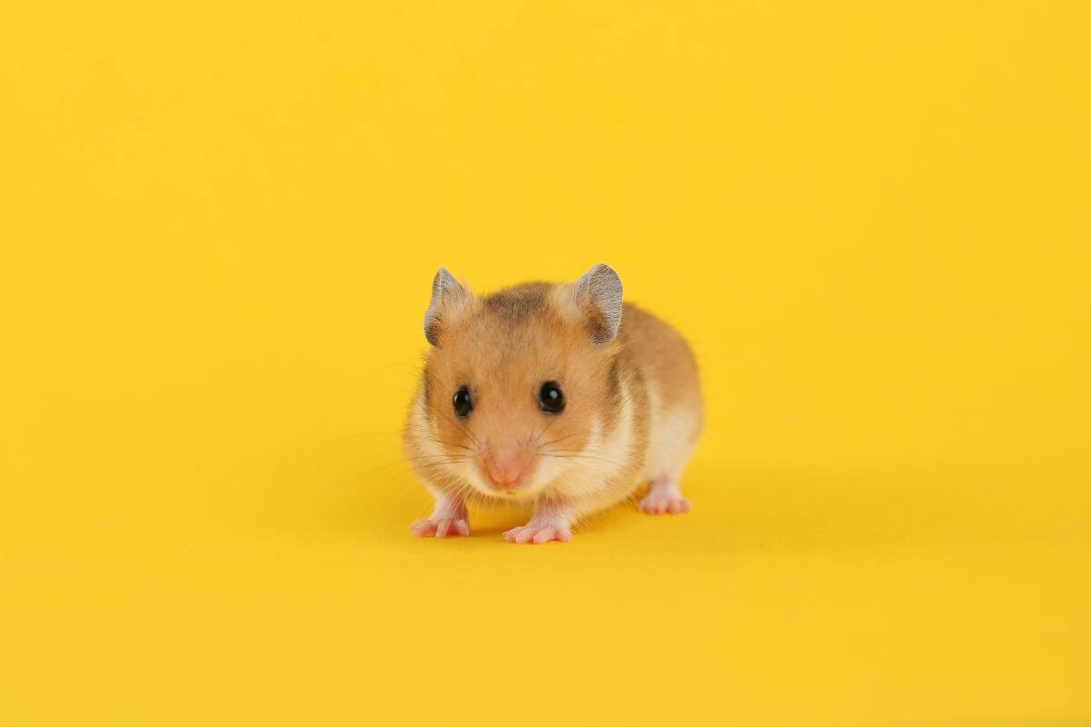 Os hamsters têm uma série de comportamentos complexos e interessantes 
